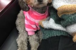 赤峰狗狗體驗店電話多少號