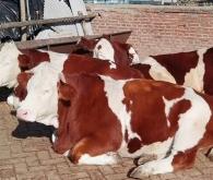 赤峰母牛養(yǎng)殖場地址電話號碼