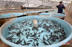 赤峰鱘魚(yú)養(yǎng)殖場(chǎng)電話號(hào)碼查詢