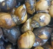 赤峰螺螄批發(fā)電話多少號(hào)