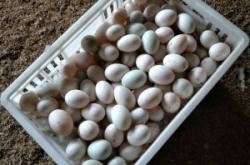 赤峰銅錢橋榨菜批發(fā)電話號碼