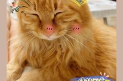 赤峰橘貓領(lǐng)養(yǎng)中心電話(huà)號(hào)碼