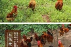 赤峰收購散養(yǎng)雞公司電話號(hào)碼