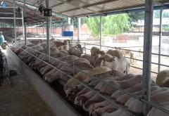 赤峰牛蛙養(yǎng)殖場電話地址查詢