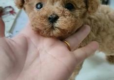 赤峰周邊狗狗領(lǐng)養(yǎng)地址電話號碼