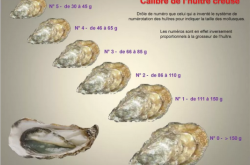 赤峰水母市場(chǎng)電話多少號(hào)碼