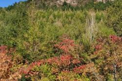 赤峰紅廟子打獵電話多少號