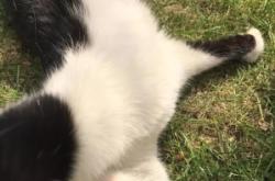 赤峰領(lǐng)養(yǎng)小黑貓電話(huà)地址查詢(xún)