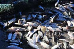 赤峰賣華子魚電話地址查詢