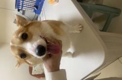 赤峰可愛(ài)柯基寶寶店電話號(hào)碼