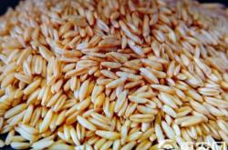 赤峰大麥批發(fā)電話是多少號(hào)