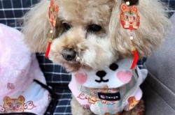 赤峰萬(wàn)悅城寵物店電話號(hào)碼