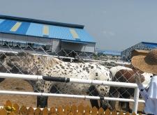 內(nèi)蒙古赤峰奶牛出售電話(huà)號(hào)碼