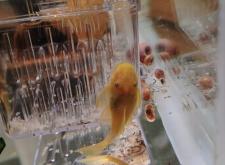 赤峰賣金魚的電話號碼是多少