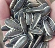 赤峰葵花籽批發(fā)電話號(hào)碼