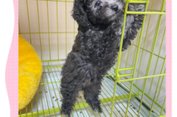 赤峰灰泰迪領(lǐng)養(yǎng)中心電話號(hào)碼