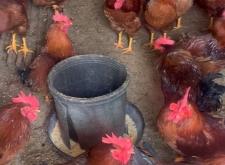 赤峰公雞批發(fā)電話號碼多少