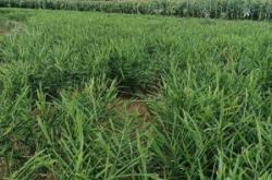 赤峰姜黃廠家電話號(hào)碼多少