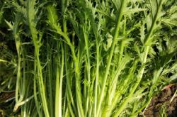 赤峰雪菜批發(fā)電話地址查詢