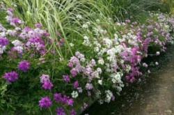 赤峰紅葉美人櫻商家電話(huà)號(hào)碼