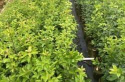 赤峰冬青樹(shù)苗批發(fā)電話號(hào)碼