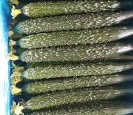 赤峰黃瓜收購商電話號碼查詢