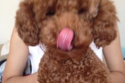 赤峰本地動物救助電話號碼是多少