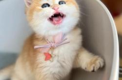 赤峰領(lǐng)養(yǎng)貓咪館電話地址查詢