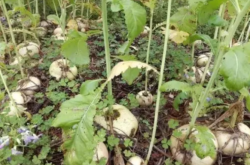 赤峰蘿卜種子公司電話號(hào)碼