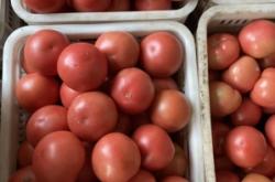 赤峰菜油批發(fā)電話地址在哪里