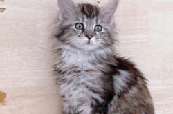 赤峰本地貓咪出售電話號碼是多少