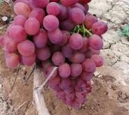 赤峰徐大爺葡萄園電話地址查詢