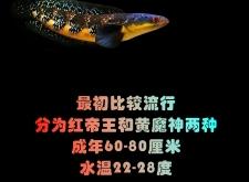 赤峰雷龍魚專賣店電話號碼