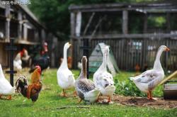 赤峰賣雞鴨鵝的地方電話號(hào)碼