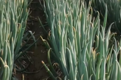 赤峰松山區(qū)賣大蔥電話號(hào)碼