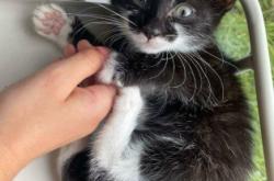 赤峰松山區(qū)領(lǐng)養(yǎng)寵物電話號(hào)碼