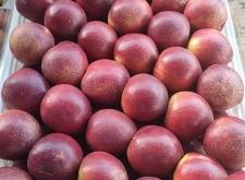 赤峰油桃批發(fā)電話號(hào)碼多少