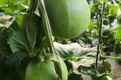 赤峰甜瓜代賣店電話號碼