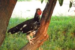 赤峰寵物小雞仔批發(fā)電話號(hào)碼