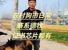 赤峰附近的德牧犬舍電話號碼