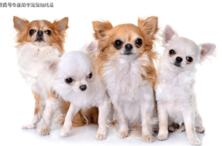 膠州到赤峰的寵物托運(yùn)電話號碼