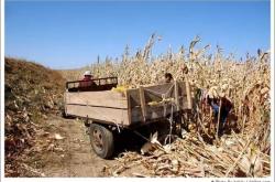 赤峰寧城收玉米電話號碼是多少