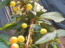 赤峰櫻桃商家電話多少號(hào)