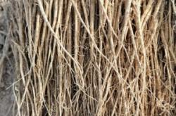 赤峰市黃芪收購商電話號碼