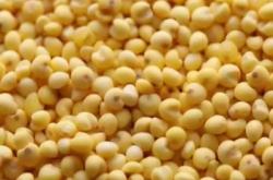 赤峰大黃米批發(fā)廠家電話號碼