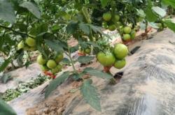 赤峰市草莓柿子采摘園電話號(hào)碼