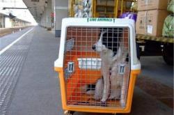 赤峰寵物托運服務電話號碼是多少