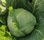 赤峰市哪有甘藍(lán)基地呀電話