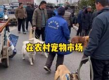 赤峰售賣邊牧狗的地方電話號碼