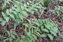 赤峰小董種苗基地電話號碼